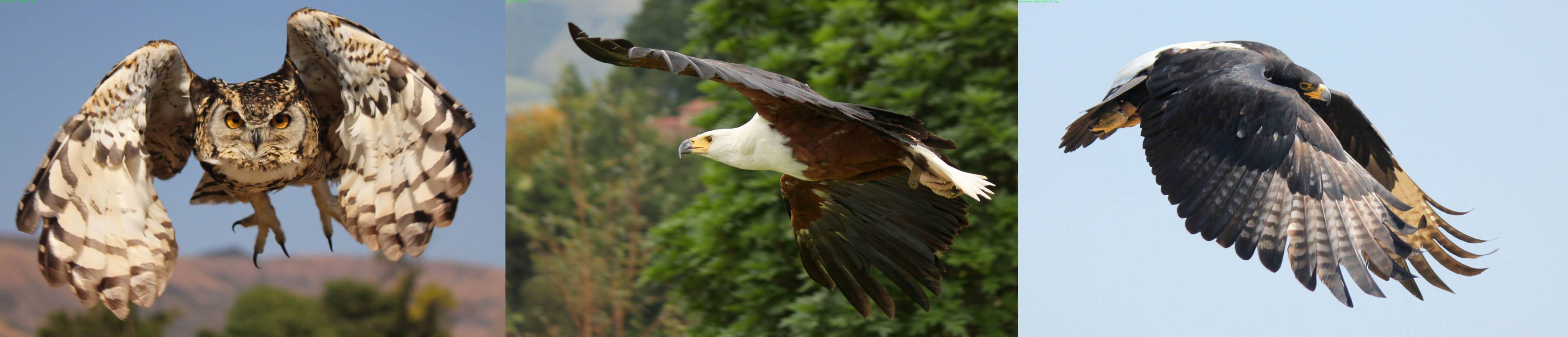 Raptors - River Crossing Berg Accommodation, Central Drakensberg, KZN